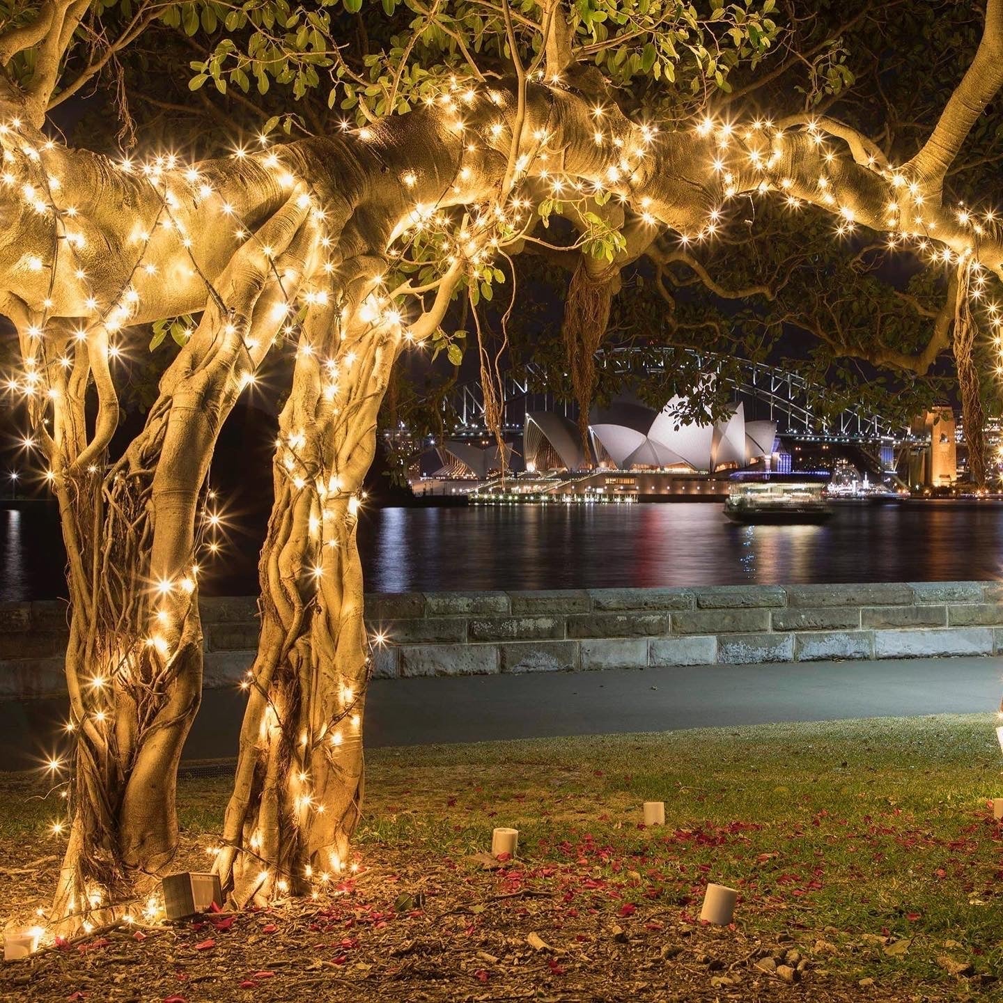 50 meter regular fairy light (Plug in)