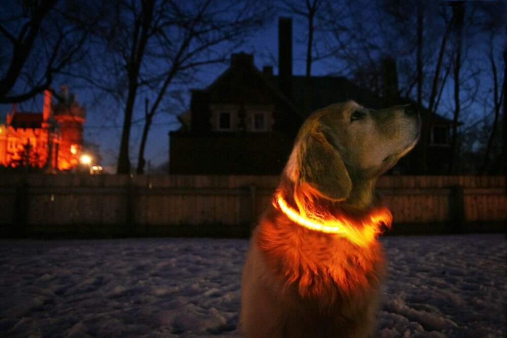 Orange LED Dog Collar
