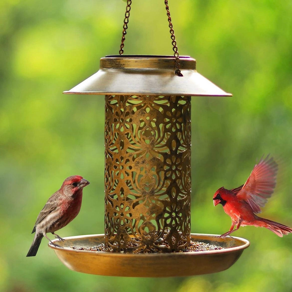 Solar Bird Feeder
