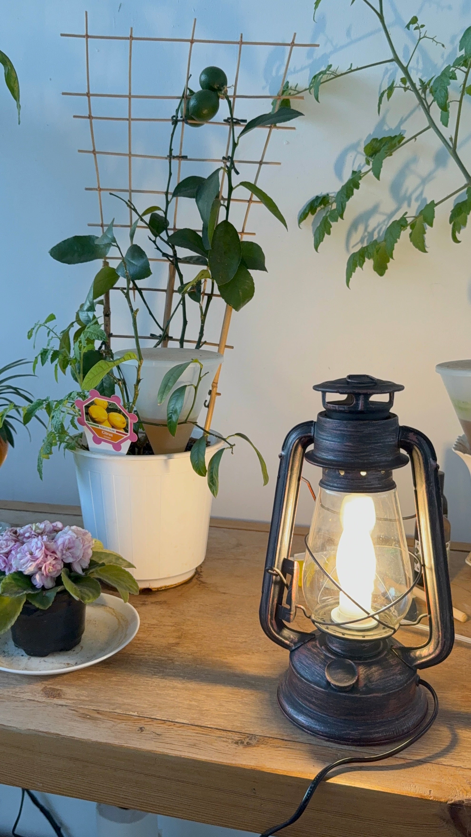 Large Lantern led (plug in)