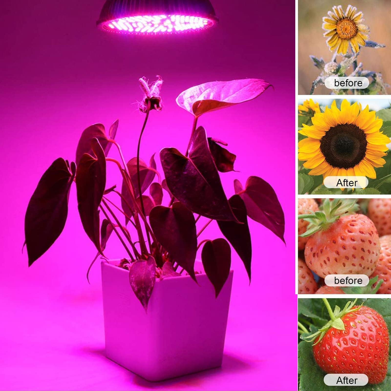 Grow Bulb E27 (screw)