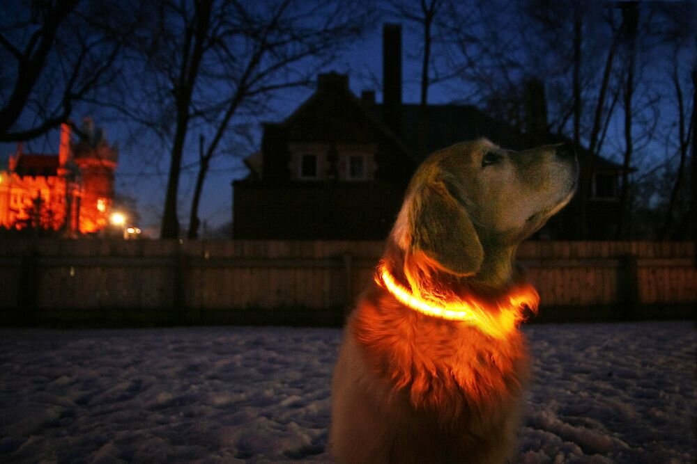 Orange LED Dog Collar